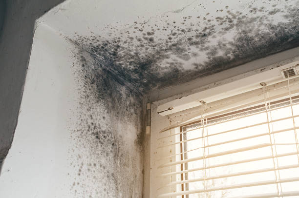 Affordable Mold Cleanup solutions in Dover, PA